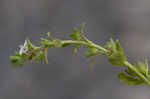 Thymeleaf speedwell